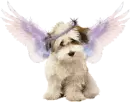 Angel Dog