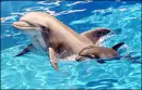 dolphins-mama and baby