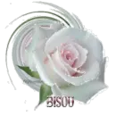 White Rose