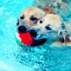 Dogs
