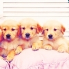 Puppies