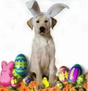 easter puppy