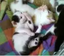my kittens Wilbur and Tigger