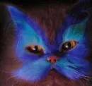 omg cat