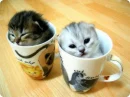 Cute Cats