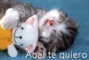 sweet cat