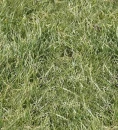 grass