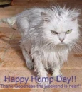 happy hump day