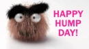 happy hump day