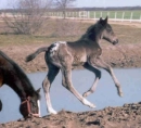 baby horse and mother