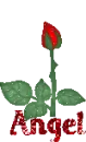 Angel Rose Blooms