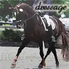 dressage