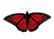 Red Butterfly