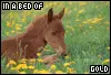 beautiful baby horse