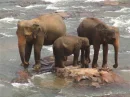 Ele-Sri Lanka