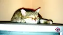 Cat on the pc