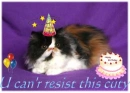 Happy B-Day Kitty