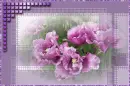 Purple Tulip Bloom