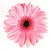 Pink Flower