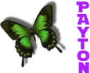 Payton color change butterfly 2