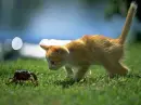 more cat..!