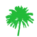 palmera
