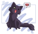 black cat