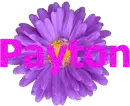 Payton on purple flower