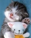 kitty sleeping