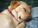 my dog