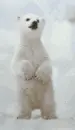 baby polor bear