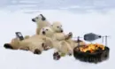polor bears