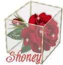 Shoney - Rose Glassbox