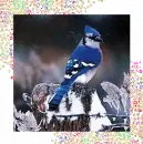 bird1