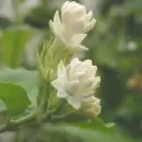 thai jasmin