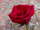 Red flower