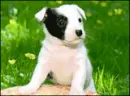 puppies
