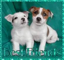 Best Friends