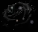 black rose glittery