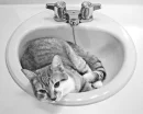 kitty