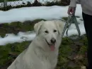 Happy Puppy