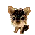 LIL YORKIE