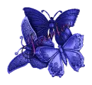 Jennifer Butterflies