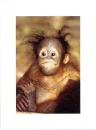 ape