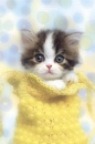 kitten in bag