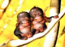 monkeys