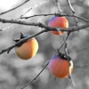 Peach tree