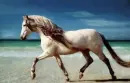 Beach Horse
