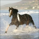 Beach Horse