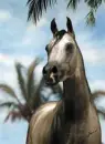 Beach Horse
